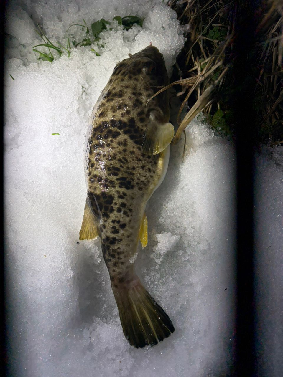 ショウサイフグ