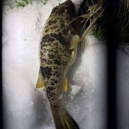 ショウサイフグ