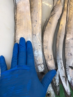 タチウオの釣果