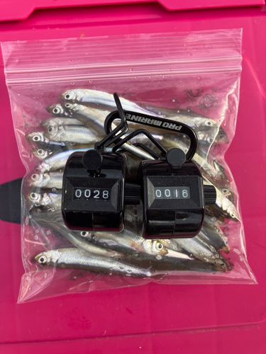 ワカサギの釣果