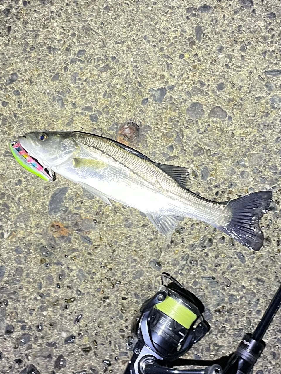 セイゴ（マルスズキ）