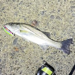 セイゴ（マルスズキ）