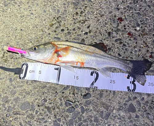 セイゴ（マルスズキ）の釣果