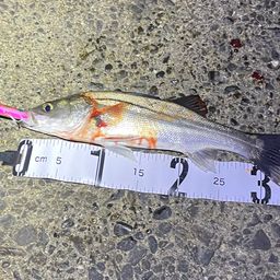 セイゴ（マルスズキ）