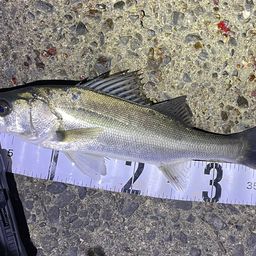 セイゴ（マルスズキ）