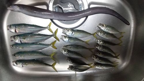 マアナゴの釣果