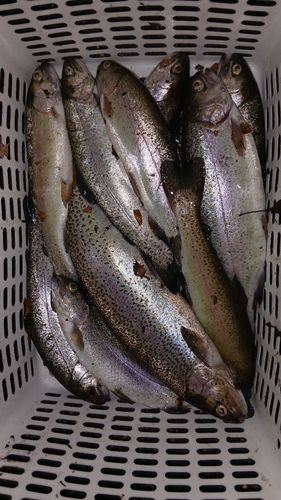 ニジマスの釣果