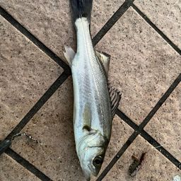 セイゴ（タイリクスズキ）