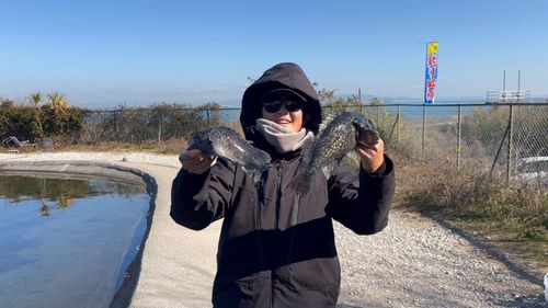 クロソイの釣果