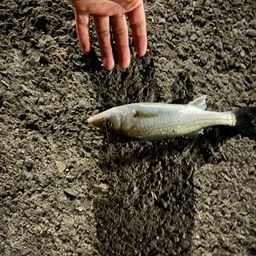 セイゴ（ヒラスズキ）