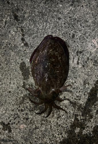 コウイカの釣果