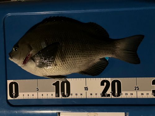 金沢水際線緑地（福浦岸壁）