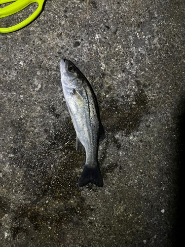 セイゴ（ヒラスズキ）の釣果