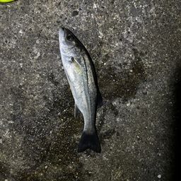 セイゴ（ヒラスズキ）