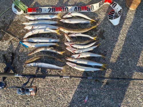 カマスの釣果