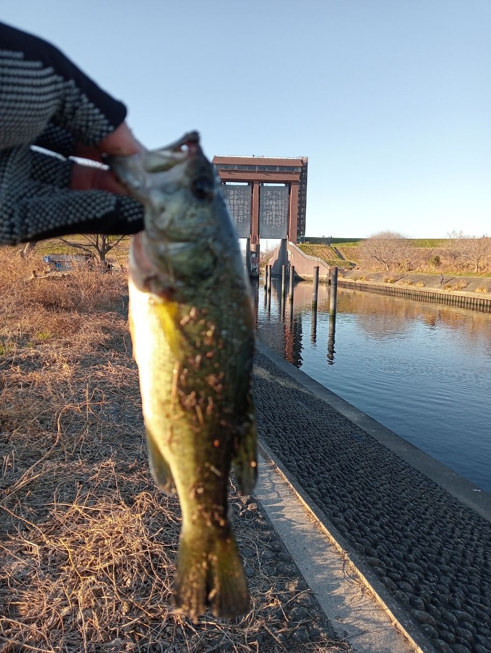 ラージマウスバス