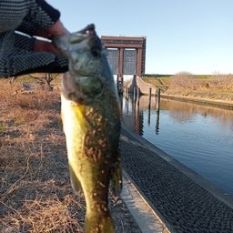 ラージマウスバス