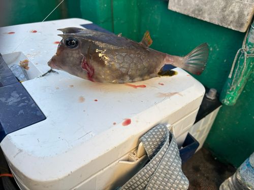 ウミスズメの釣果
