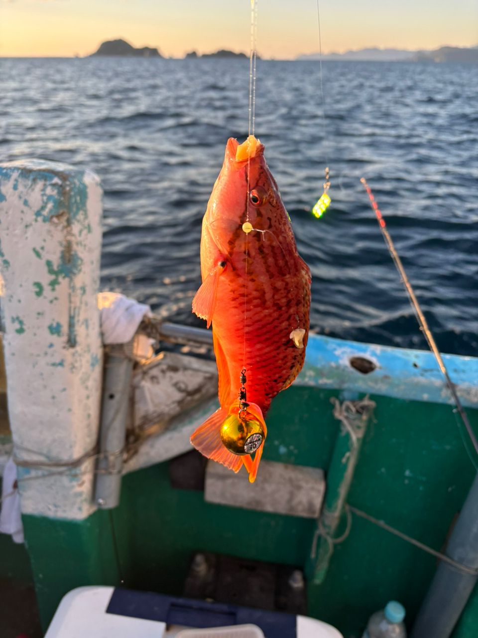 アカササノハベラ