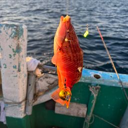 アカササノハベラ