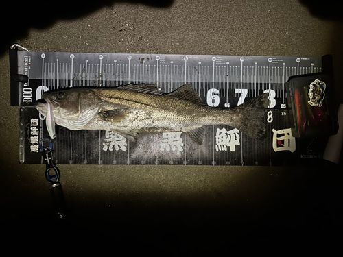 シーバスの釣果