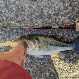 ラージマウスバス