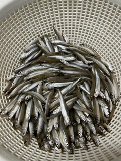 ワカサギの釣果