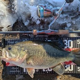 ラージマウスバス