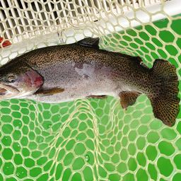 レインボートラウト