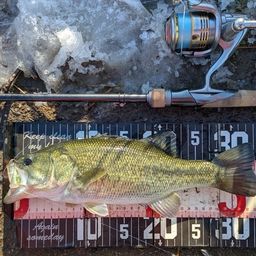 ラージマウスバス