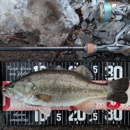 ラージマウスバス