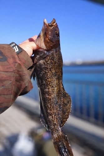 アイナメの釣果