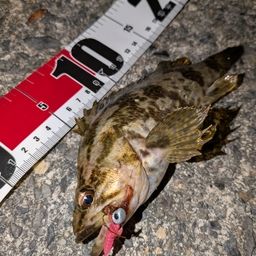 タケノコメバル