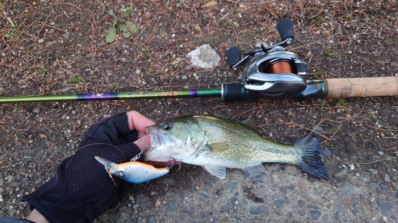 NORIES ロードランナー ヴォイス ハードベイトスペシャル ベイト