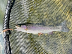 ニジマスの釣果