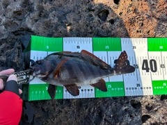 タカノハダイの釣果