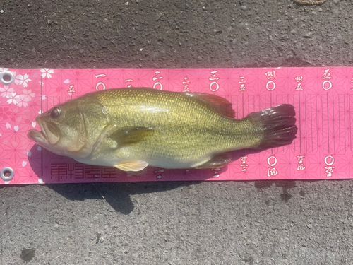 桜川河口（茨城）