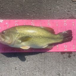 アメリカナマズ