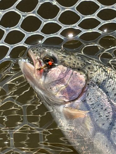 ニジマスの釣果