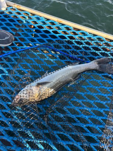 オリジナルメーカー海釣り公園