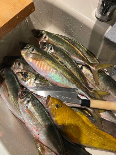 マアジの釣果