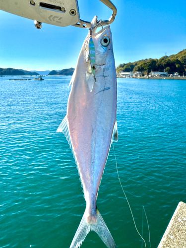イケカツオの釣果