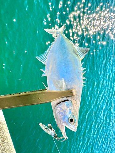 イケカツオの釣果