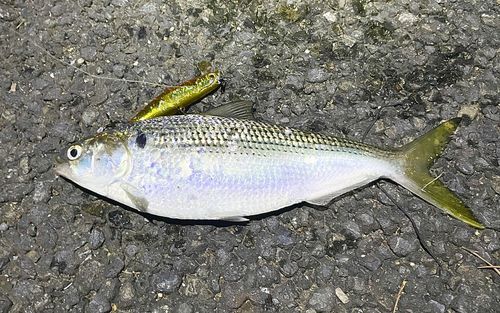 コノシロの釣果