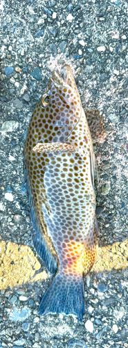 オオモンハタの釣果