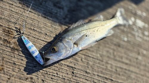 セイゴ（マルスズキ）の釣果
