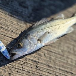 セイゴ（マルスズキ）