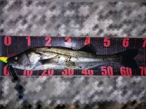 シーバスの釣果