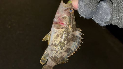 タケノコメバルの釣果