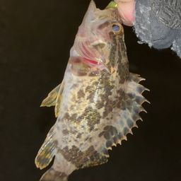 タケノコメバル